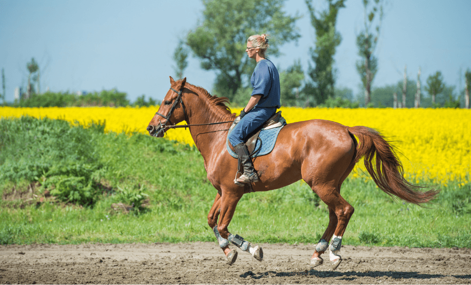 Quel galop pour une demi-pension ?